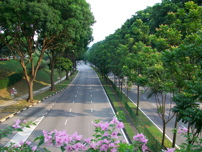 trồng cây xanh, cây cảnh, cây bóng mát
